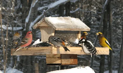 Чем кормить птиц зимой в кормушке