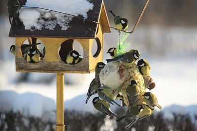 Стенгазета «Чем кормить птиц зимой?» (1 фото). Воспитателям детских садов,  школьным учителям и педагогам - Маам.ру