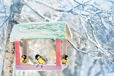 Как покормить птиц зимой и не облажаться. #Экографика — #МОСЭКО / #РОСЭКО /  #ЭкоДобровольцыМосквы