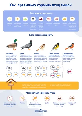 Как кормить птиц зимой? Чем кормить птиц зимой?