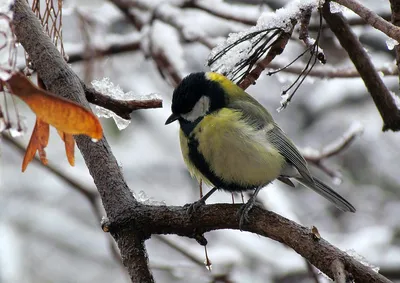 Покормите птиц зимой\" - Новости учреждения - Детский сад №28 г.Мозыря