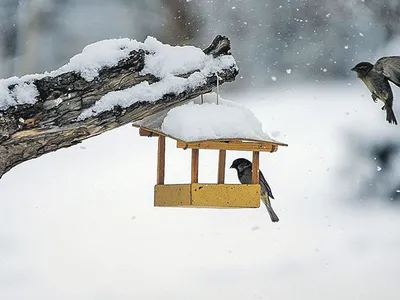 Семечки, гречка и никакого хлеба: эксперты рассказали, чем и как кормить  птиц в холода – Москва 24, 14.11.2018