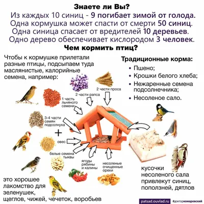 Чем и как кормить птиц зимой? (Сергей Александрович Бабичев) / Проза.ру