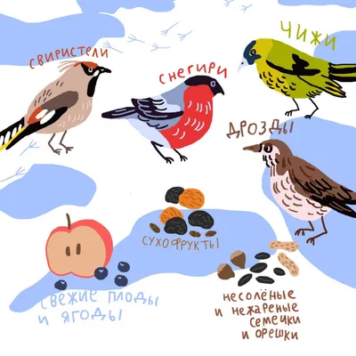 Орехи, пшено и даже сало: как правильно подкармливать птиц зимой?  (инфографика)