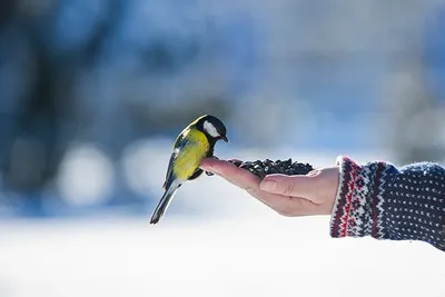 Чем кормить птиц зимой? | 64 параллель онлайн