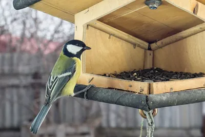 Как и чем кормить городских птиц — КУСТ