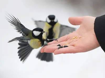 Как правильно кормить птиц зимой: 5 советов - Милосердие.ru