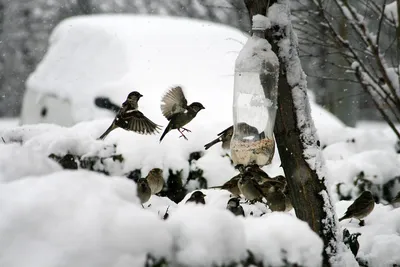 Как кормить птиц зимой? Только не хлебом! | 04.12.2023 | Приозерск -  БезФормата