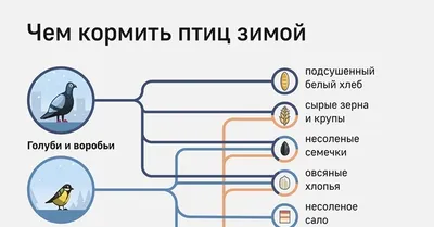 Как правильно подкармливать птиц зимой