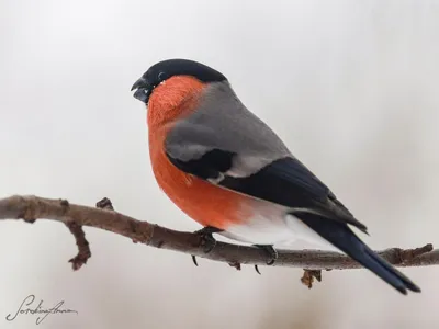 Чем кормить птиц зимой, и от какой еды они могут погибнуть? | По чуть-чуть  о разном | Дзен