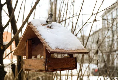 Кормление птиц зимой: как правильно и стоит ли?