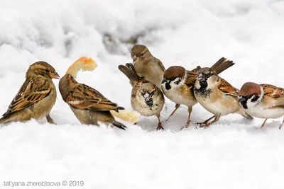 Чем кормить зимой птиц - запрещенные и разрешенные продукты | РБК Украина