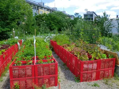 Our garden at the dacha is a greenhouse, beds. What and how grows in our  garden. - YouTube