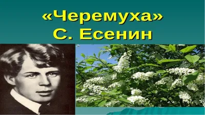 Черёмуха обыкновенная Padus avium Mill