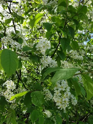 Черемуха в цвету | Floral wreath, Floral, Wreaths