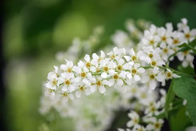 Черемуха в цвету | Plants, Herbs, Garden