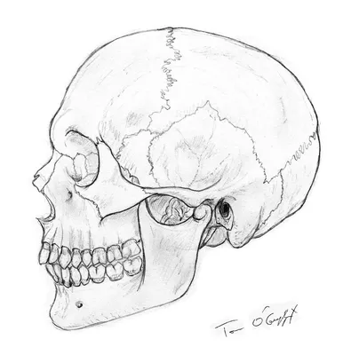 Картинка черепа: черный фон