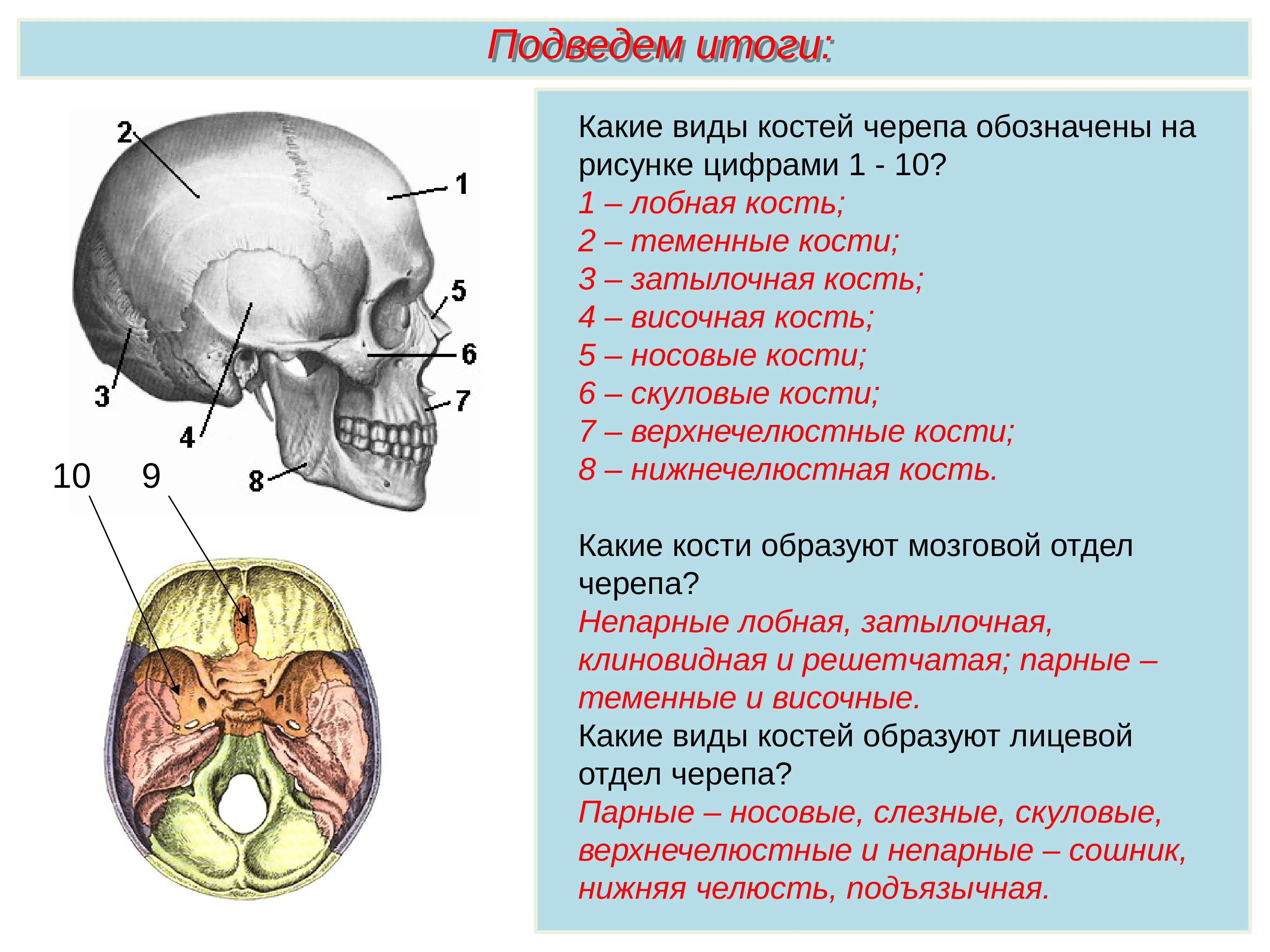 Теменная кость какой тип. Строение кости черепа человека. Строение черепа вид сбоку. Скелет головы череп Тип соединения.