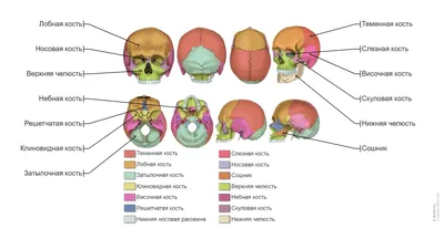Череп анатомия: фото для медицинских исследований