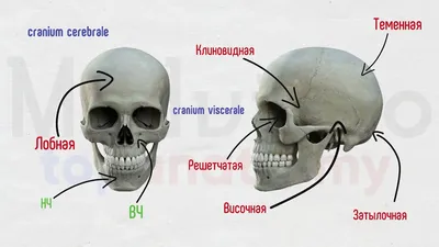 Картинка черепа: скачайте в формате JPG