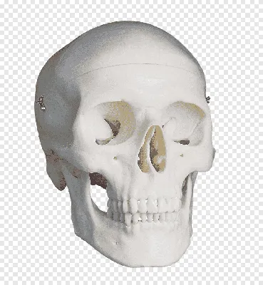 Череп анатомия: детальные снимки костной структуры