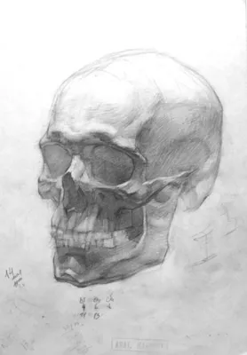 Картинка черепа: изучайте костную анатомию