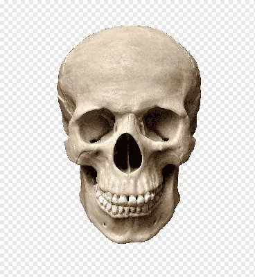 Фотография черепа в PNG