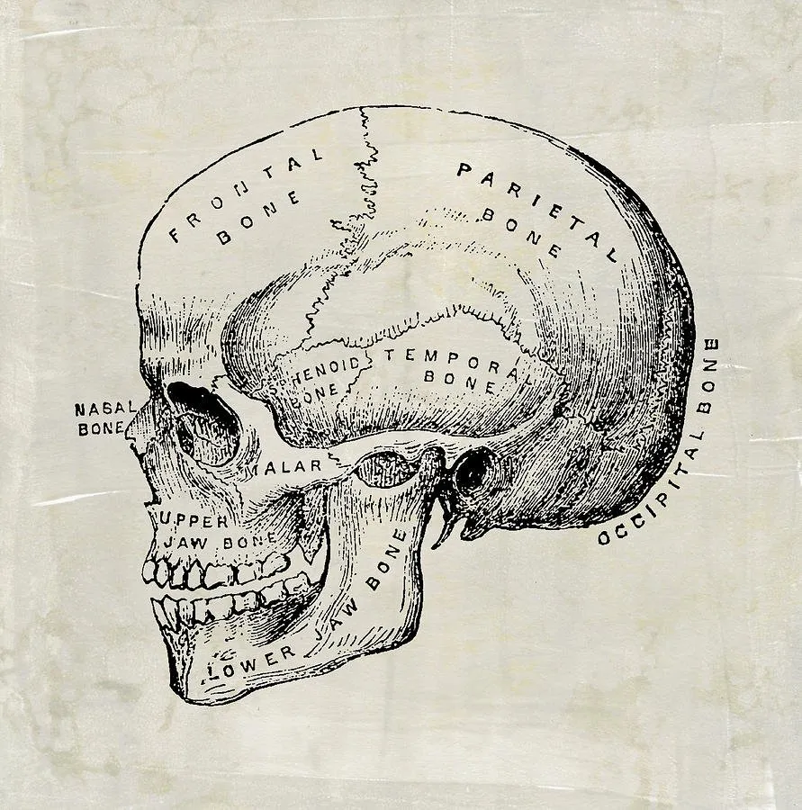Строение черепа картинка