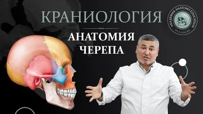 Фотография черепа: анатомические особенности костной структуры