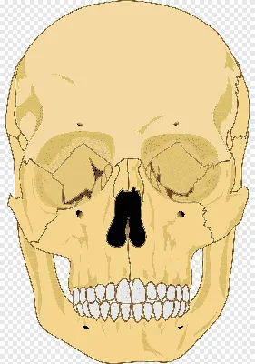 Анатомия черепа: подробное фото