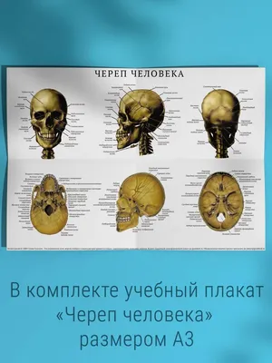 Череп анатомия: изображение в формате JPG