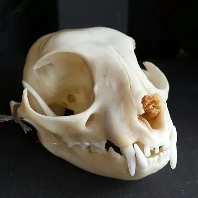 Картинка черепа анатомии: узнайте больше