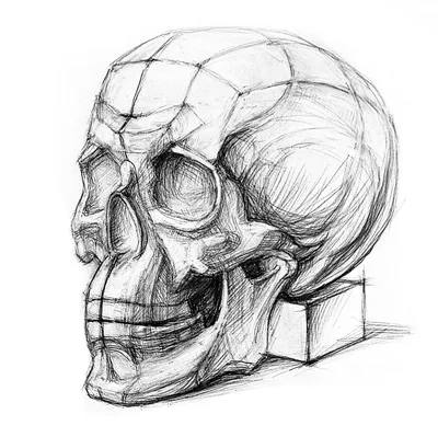 Фото черепа анатомии: глубокое изучение