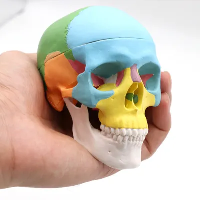 Фото черепа: анатомия человеческого черепа