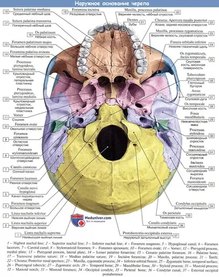 Картинка черепа анатомии: основные части