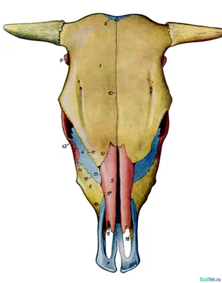 Череп анатомия: фотография в формате JPG