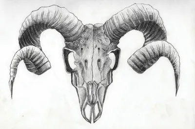 Фото черепа барана в природной обстановке