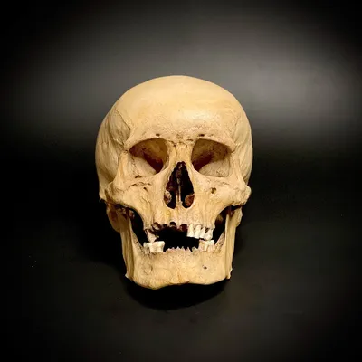 Фото черепа человека в высоком разрешении