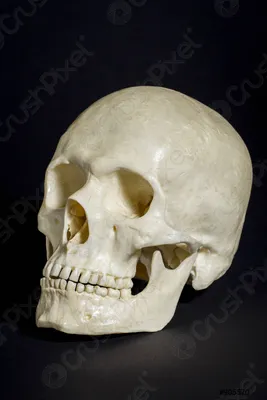 Фото черепа человека сбоку