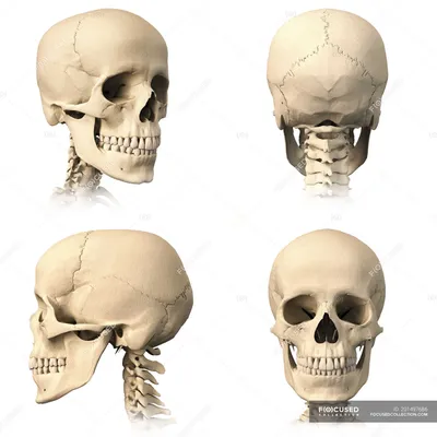 Фото черепа человека с рогами