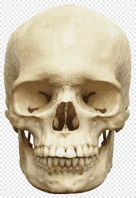 Изображение черепа человека на фоне ночного неба