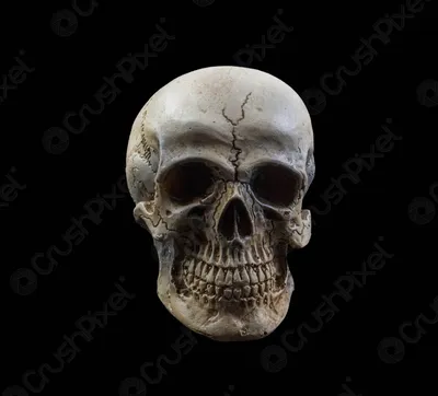 Удивительная красота черепа человека на фотографии