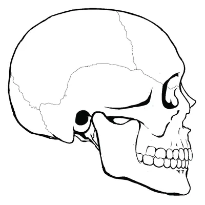 Фотография черепа человека: мистический образ