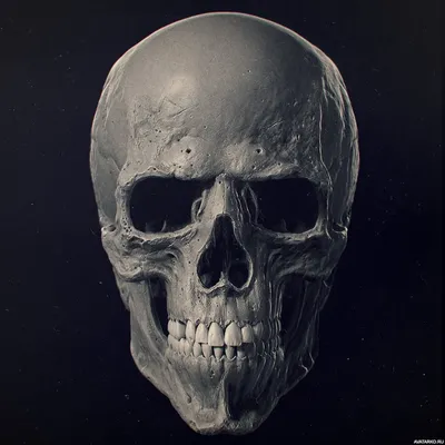 Фотография черепа человека