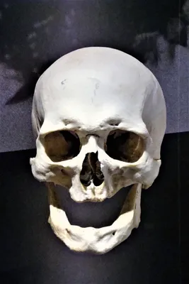 Изображение черепа и костей на фоне огня