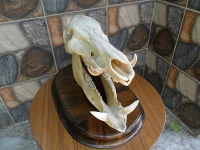 Картинка черепа кабана
