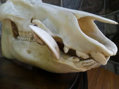 Фотография черепа кабана