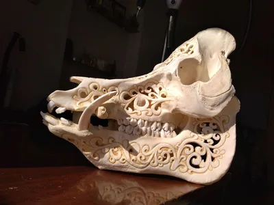 Фотка черепа кабана