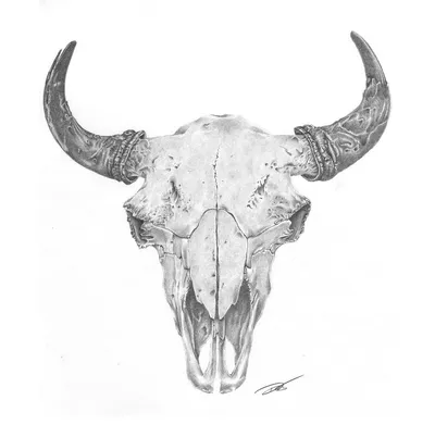 Картинка черепа коровы на фоне природы
