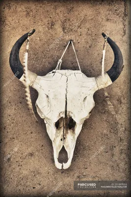 Изображение черепа коровы в пустынной местности